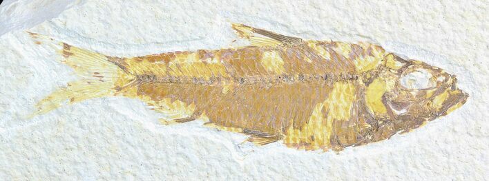 Bargain, Knightia Fossil Fish - Wyoming #50583